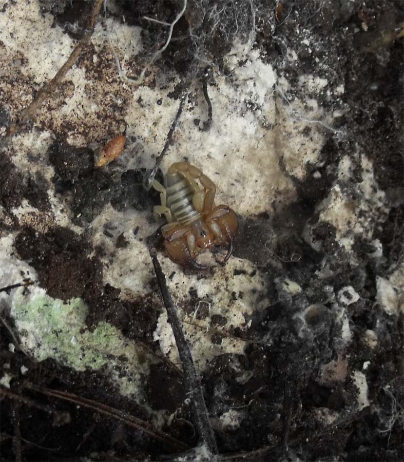 Euscorpius sicanus dal Gargano